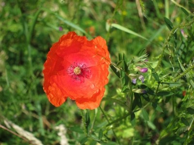 Roter Saatmohn (Papaver dubium)