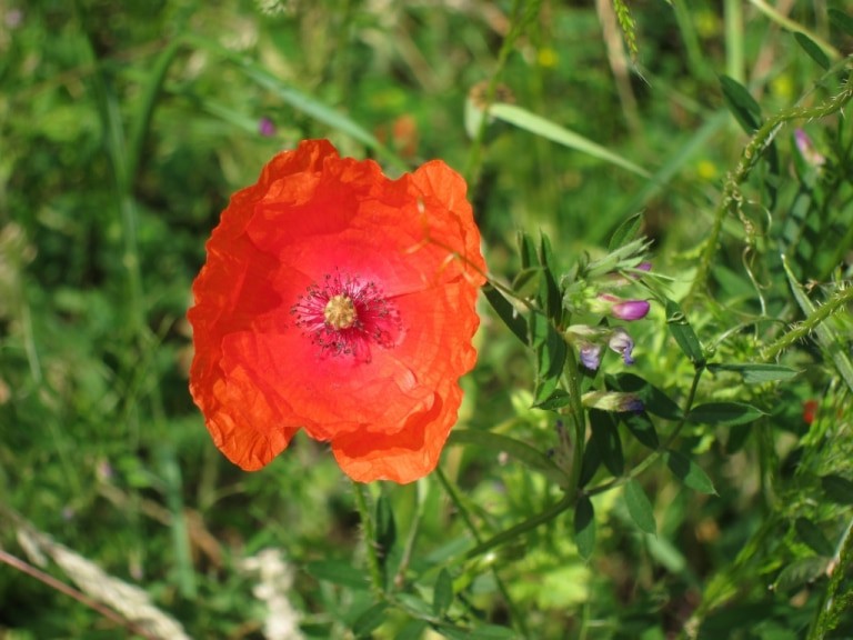 Roter Saatmohn (Papaver dubium)