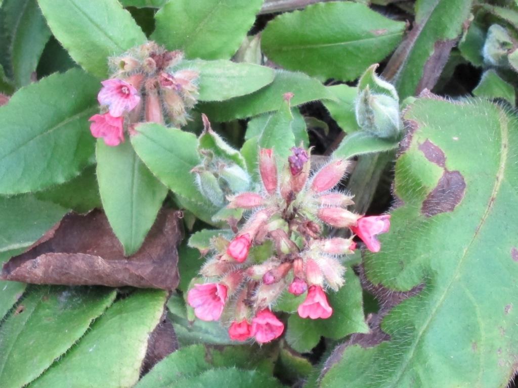 Pulmonaria rubra - Lungenkraut mit roten Blüten