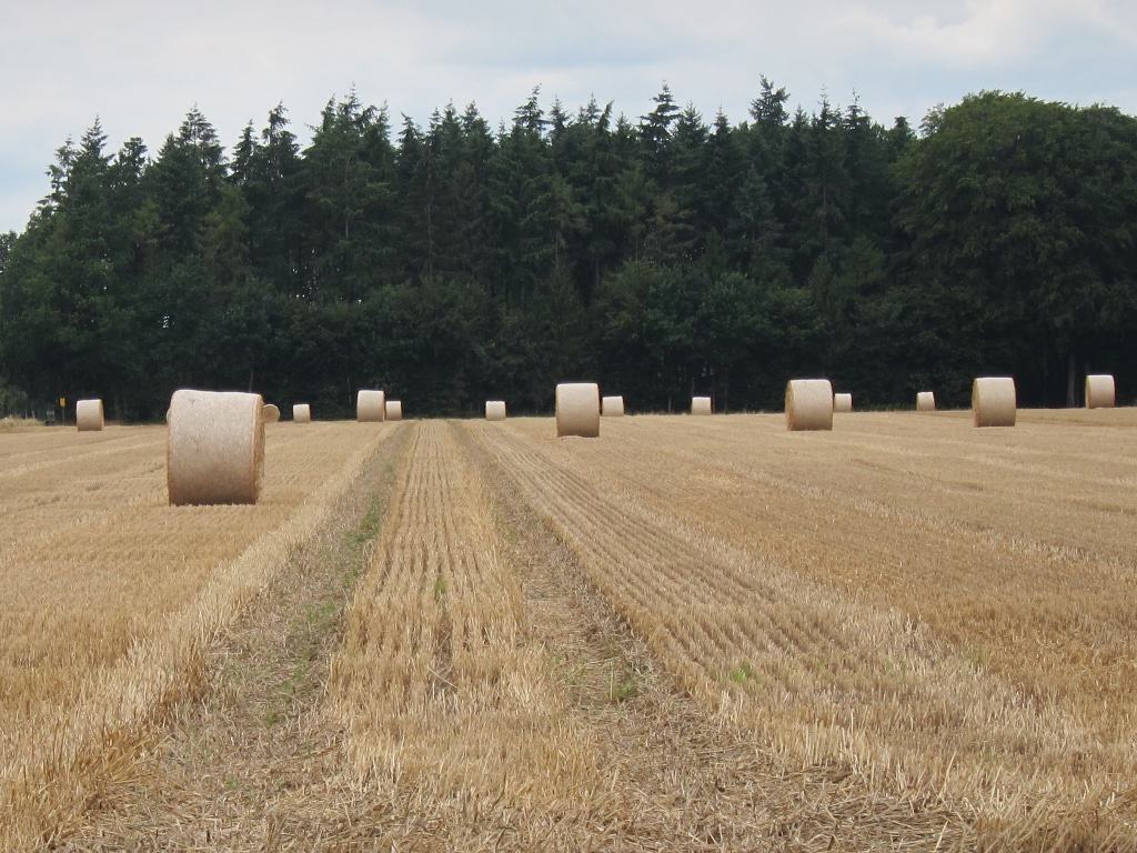 Große Rundballen auf Stoppelacker