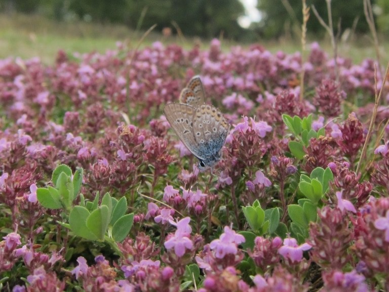 Sandthymian (Thymus serpyllum) mit Bläuling