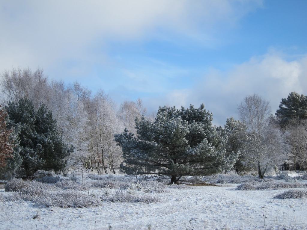 Es hat geschneit im Camp Reinsehlen bei Schneverdingen.