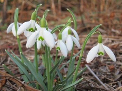 Blühende Schneeglöckchen (Galanthus nivalis)