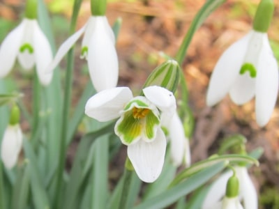 Geöffnete Schneeglöckchenblüte (Galanthus nivalis)