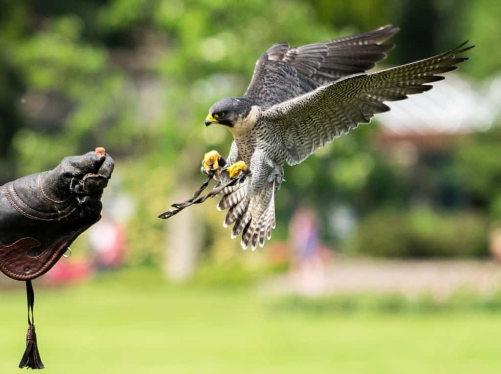 Im Sturzflug schneller als viele Sportwagen: Der Wanderfalke. Foto: Weltvogelpark Walsrode