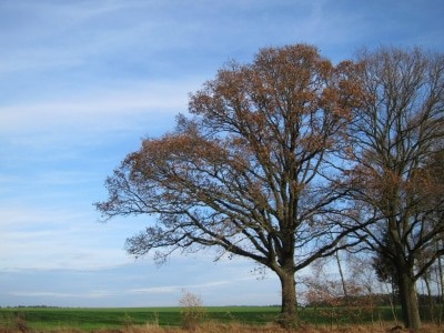 Schöner Novembertag in der Lüneburger Hede