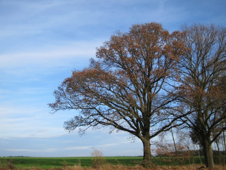 Schöner Novembertag in der Lüneburger Hede