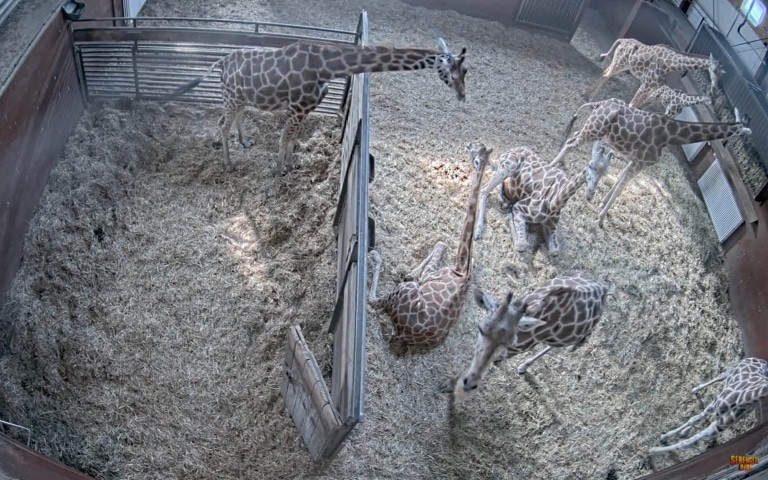 Screenshot des Live-Streams aus dem Giraffenhaus Quelle: Serengeti-Park Hodenhagen