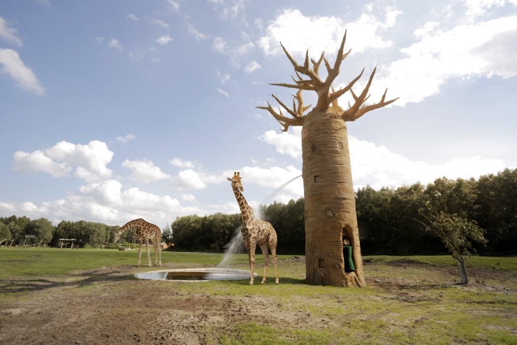 Auch die Giraffe genießt den erfrischenden Wasserstrahl des interaktiven Baumes. Foto: Serengeti-Park, Hodenhagen
