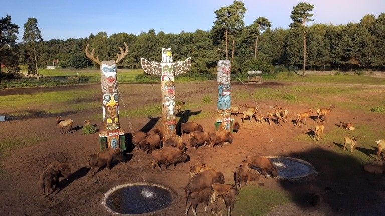In den Wildarealen stehen interaktive Bäume mit Funktionen wie Futterkanonen, Tränken oder Bürsten, wie hier bei den Bisons. Foto: Serengeti-Park Hodenhagen