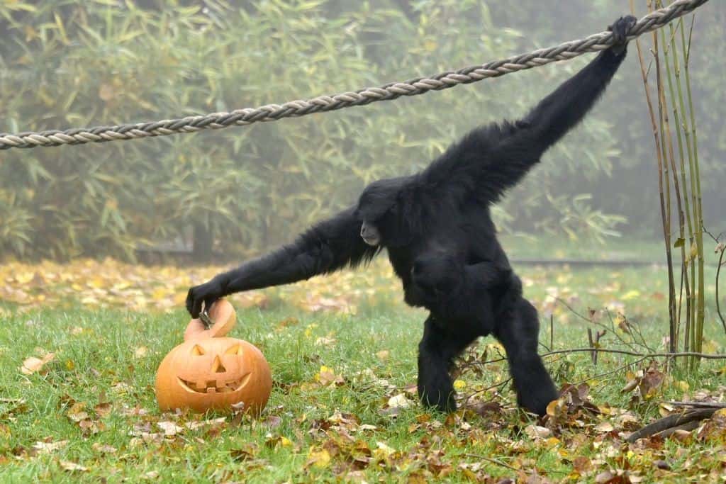 Siamang mit Halloween-Kürbis - Foto: Serengeti-Park Hodenhagen 2015