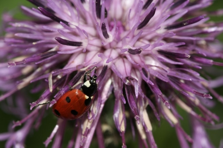 Siebenpunktmarienkäfer auf Flockenblume Foto: NABU/Helge May