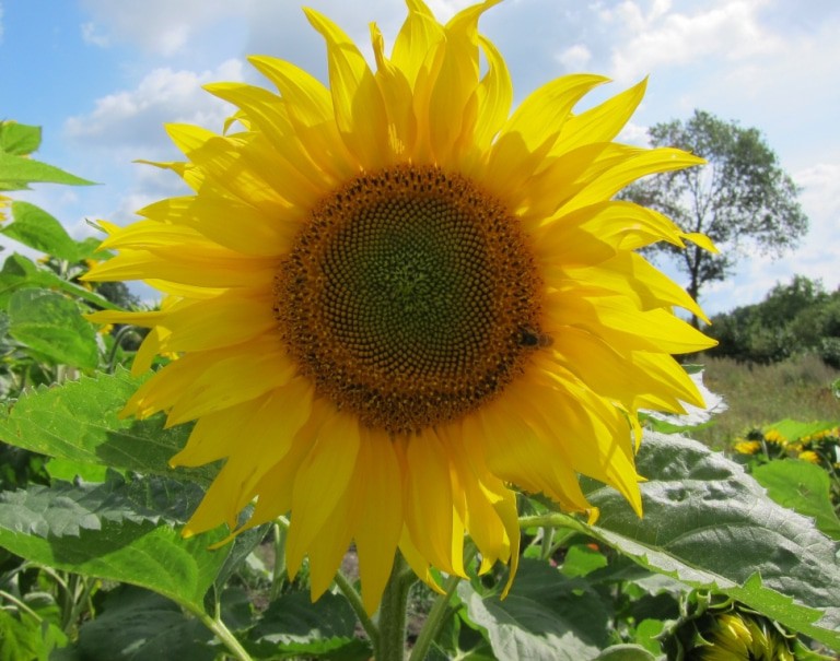 Blüte einer Sonnenblume