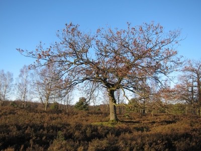 Sonniger Wintertag in der Lüneburger Heide