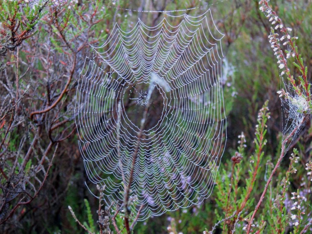 Großes Spinnennetz im Heidekraut mit Tautropfen Spinnennetz mit Tautropfen am Morgen in der Heide