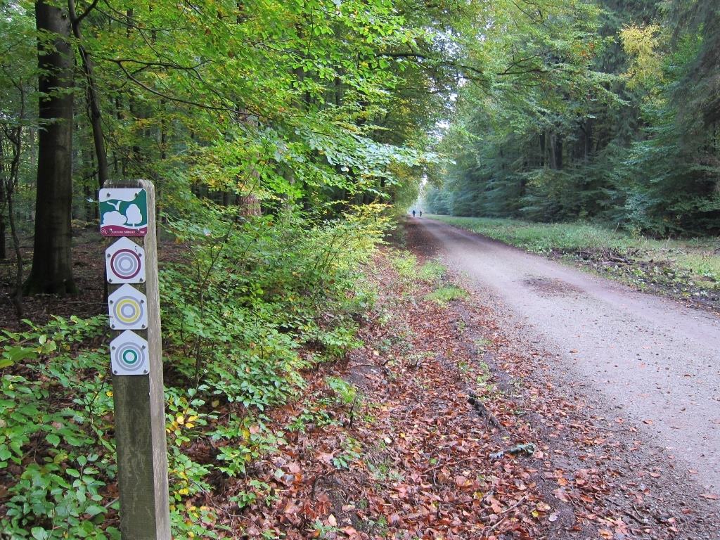 Ausgangspunkt der Wandertour "Der Urwald im Lüß" mit Tourwegweisern