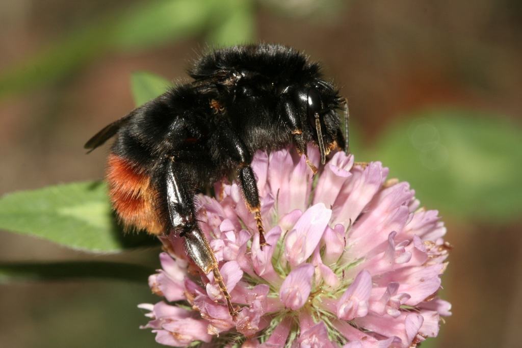 Steinhummel - Foto: NABU/Helge May