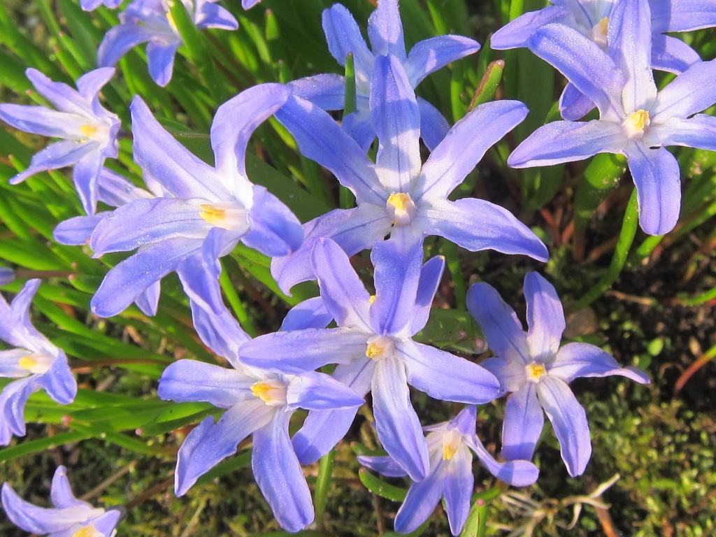 Sternenhyazinthen - Schneestolz (Chionodoxa)