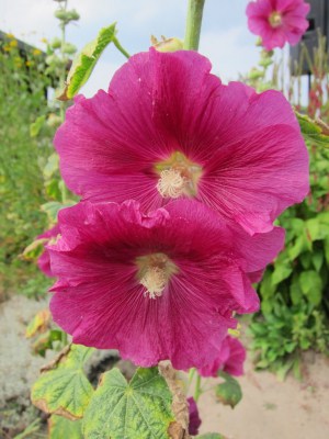 Gewöhnliche Stockrose (Alcea rosea) in pink