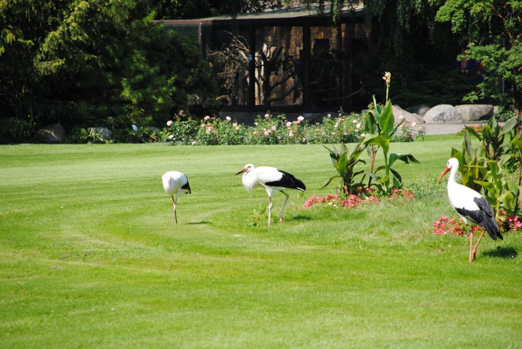 Störche, Foto: Weltvogelpark Walsrode