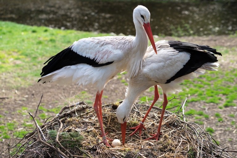 Störche in ihrem Horst Foto: Weltvogelpark Walsrode