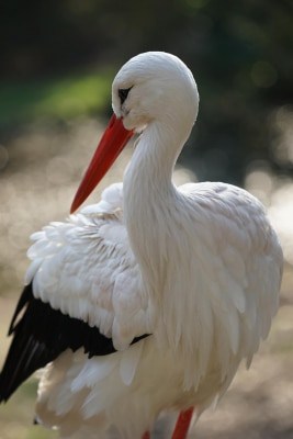 Storch - Foto: Weltvogelpark Walsrode
