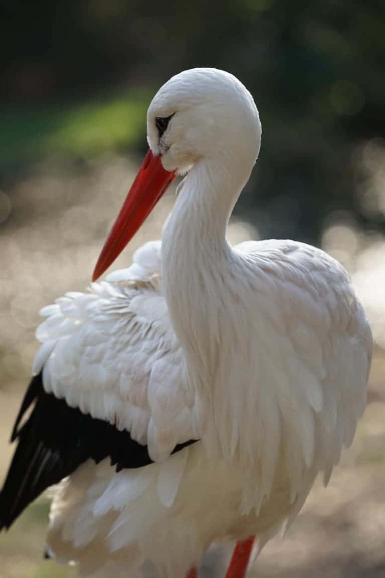 Storch - Foto: Weltvogelpark Walsrode