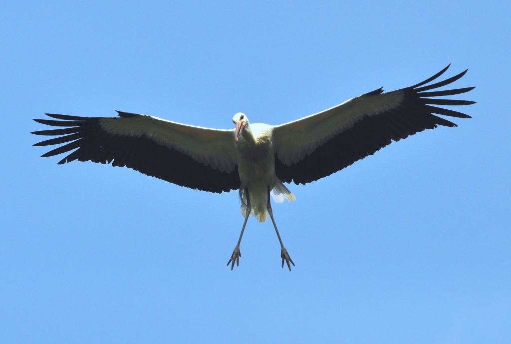 Storch, Foto: Weltvogelpark Walsrode