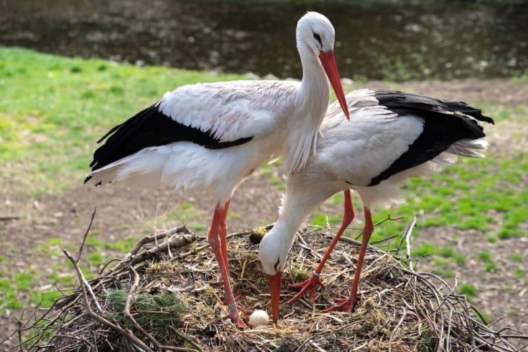 Storchennest mit Storchenpaar und Ei, Foto: Weltvogelpark Walsrode