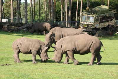 Südliche Breitmaulnashörner im Serengeti-Park. Hier wurde im letzten Jahr das 48. Breitmaulnashorn geboren. Foto: Serengeti-Park Hodenhagen
