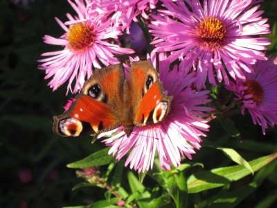 Tagpfauenauge (Aglais io)