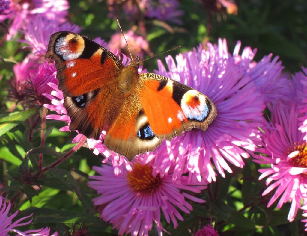 Tagpfauenauge (Aglais io) bei der Nachmittagsmahlzeit auf Herbstastern