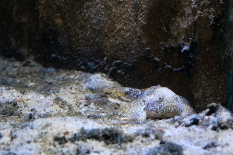 Kesslergrundel (Ponticola kessleri) im Biosphaerium Elbtalaue Foto: Andrea Schmidt