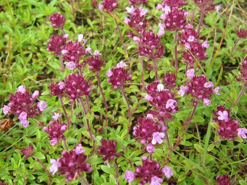 Sandthymian (Thymus serpyllum)