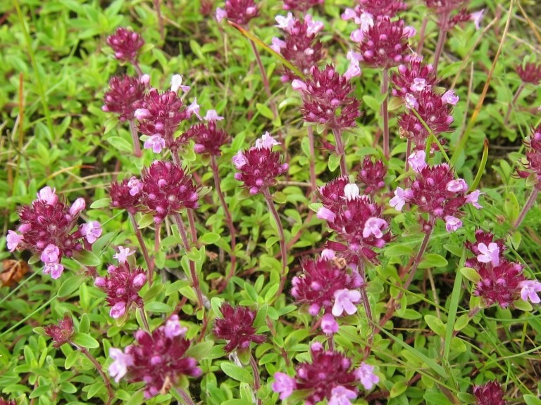 Sandthymian (Thymus serpyllum)