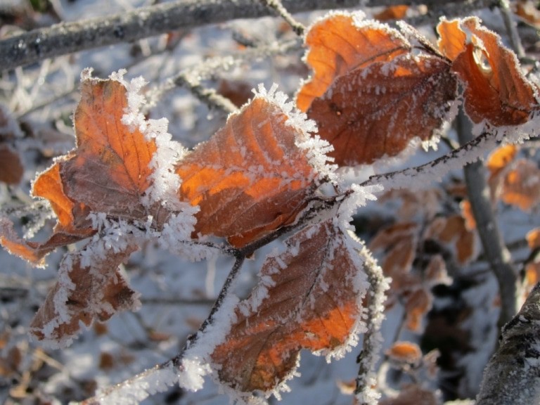 Trockene Buchenblätter mit Raureif vor Schnee