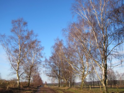 Birken am Weg auf dem Tütsberg im Winter
