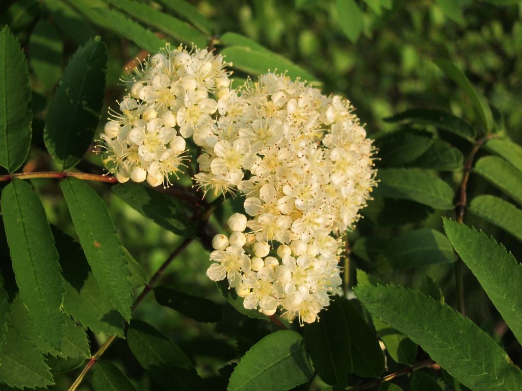 Blühende Vogelbeere (Sorbus aucuparia)
