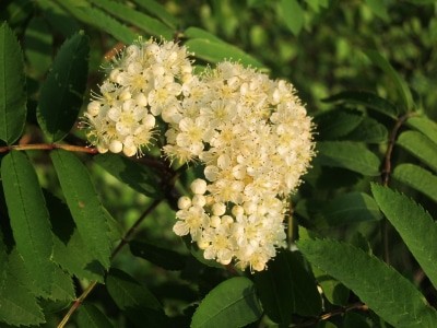 Blühende Vogelbeere (Sorbus aucuparia)