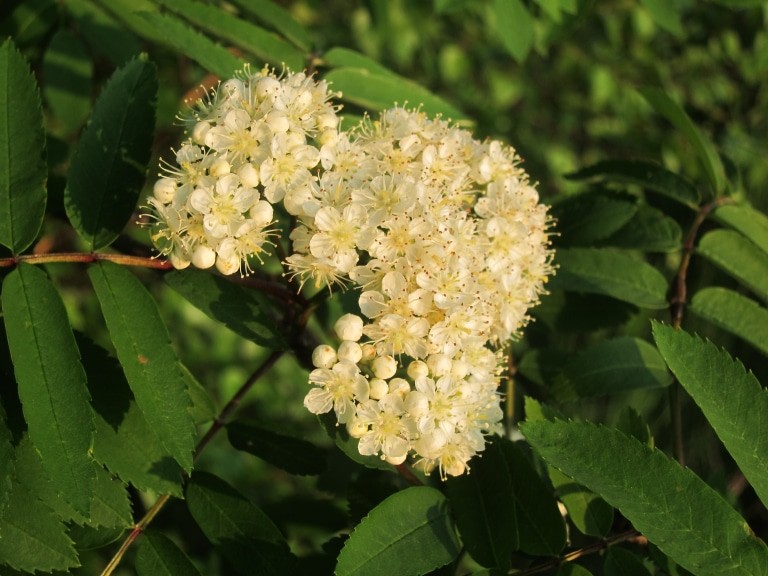Blühende Vogelbeere (Sorbus aucuparia)