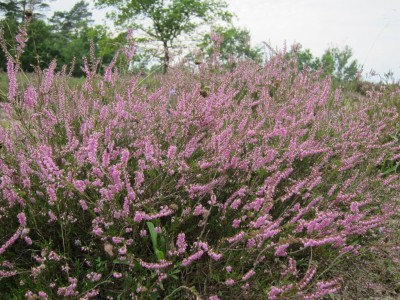 Blühende Besenheide (Calluna vulgaris) (Schwindebecker Heide)