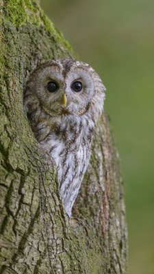 Waldkauz, Strix aluco, Tawny Owl - Vogel des Jahres 2017: Waldkauz&nbsp;&ndash; Foto: NABU/Christoph Bosch