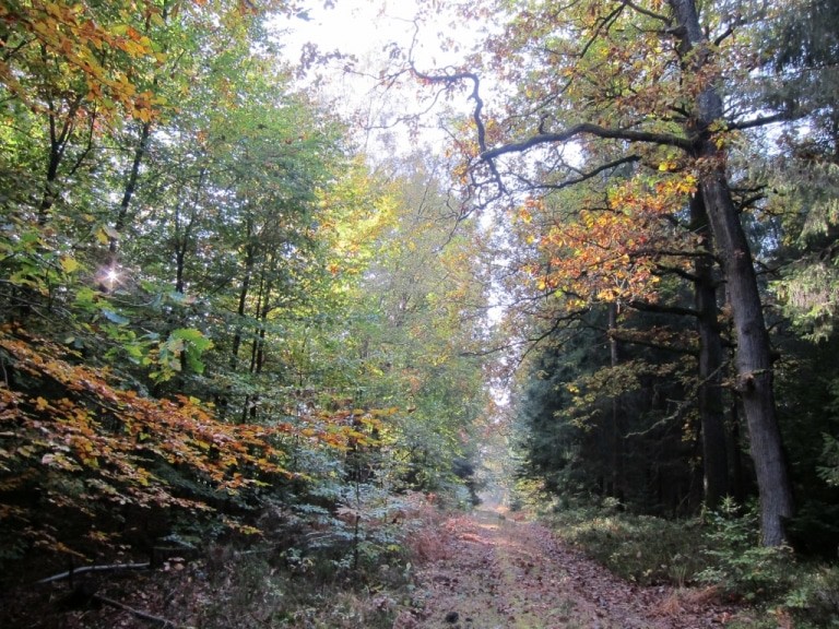 Im Naturpark Südheide: Wanderweg "Der Urwald im Lüß" im Herbst