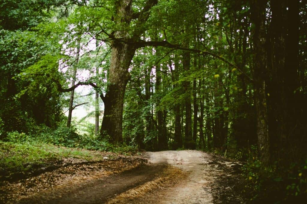 Waldweg im Laubwald