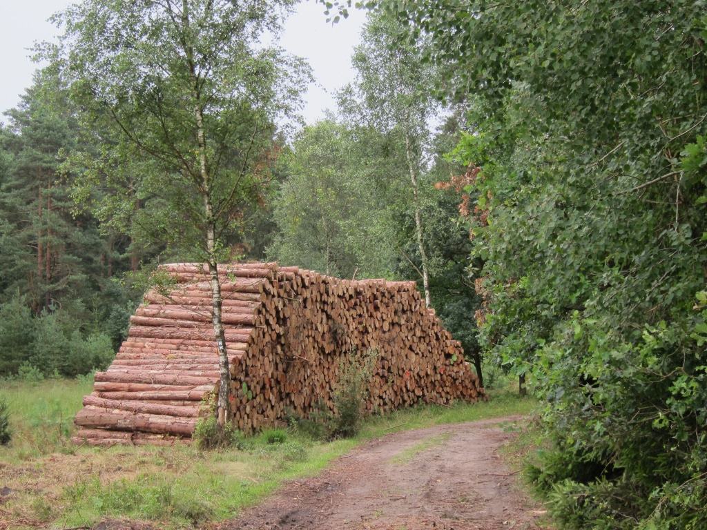 Frischgeschlagene Holzstämme in einem großen Stapel am Wegesrand