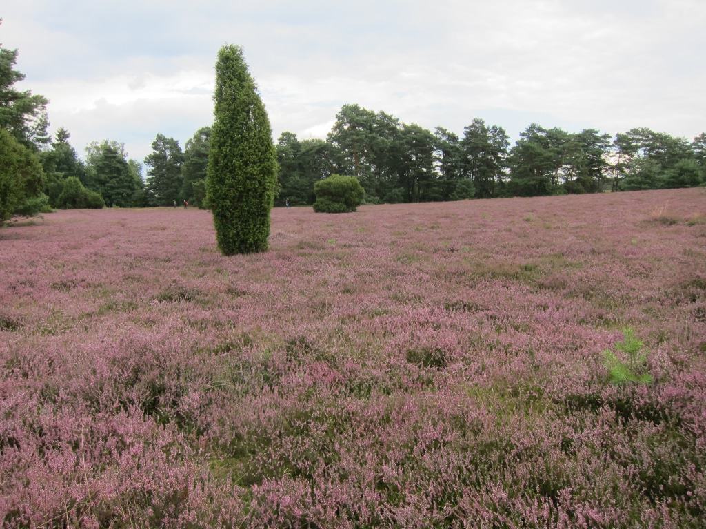 In der Misselhorner Heide, Naturpark Südheide zur Heideblüte