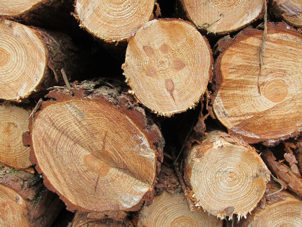 Interessante Muster der Schnittflächen der Holzstämme