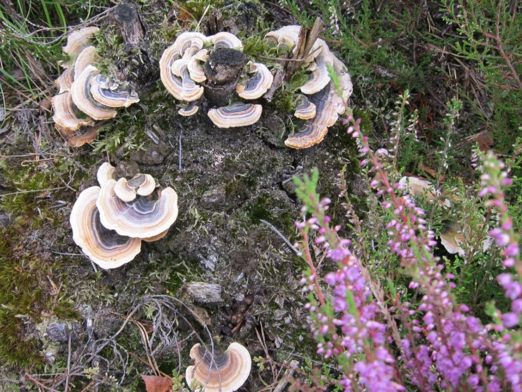 Baumstumpf mit Pilzbewuchs