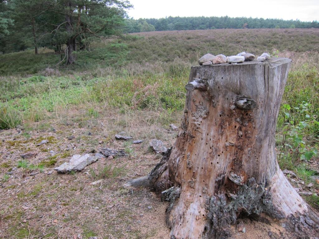Am Wegesrand - Heidepanoramaweg Misselhorner Heide in der Nähe des Tiefentals