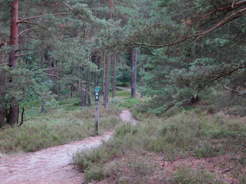 Der Weg schlängelt sich leichtem Gefälle durch Wald- und Heideflächen.
